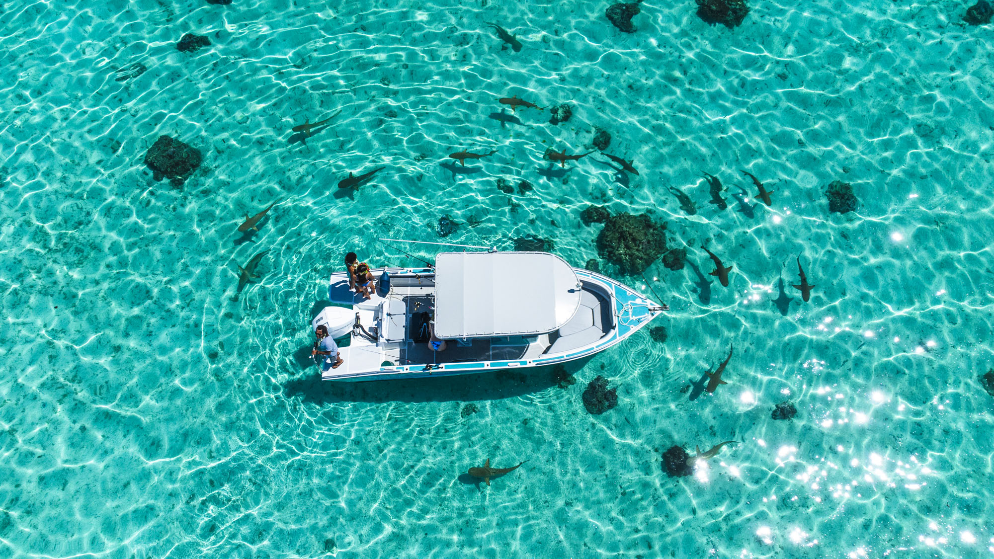 Accueil WaterColor Fishing