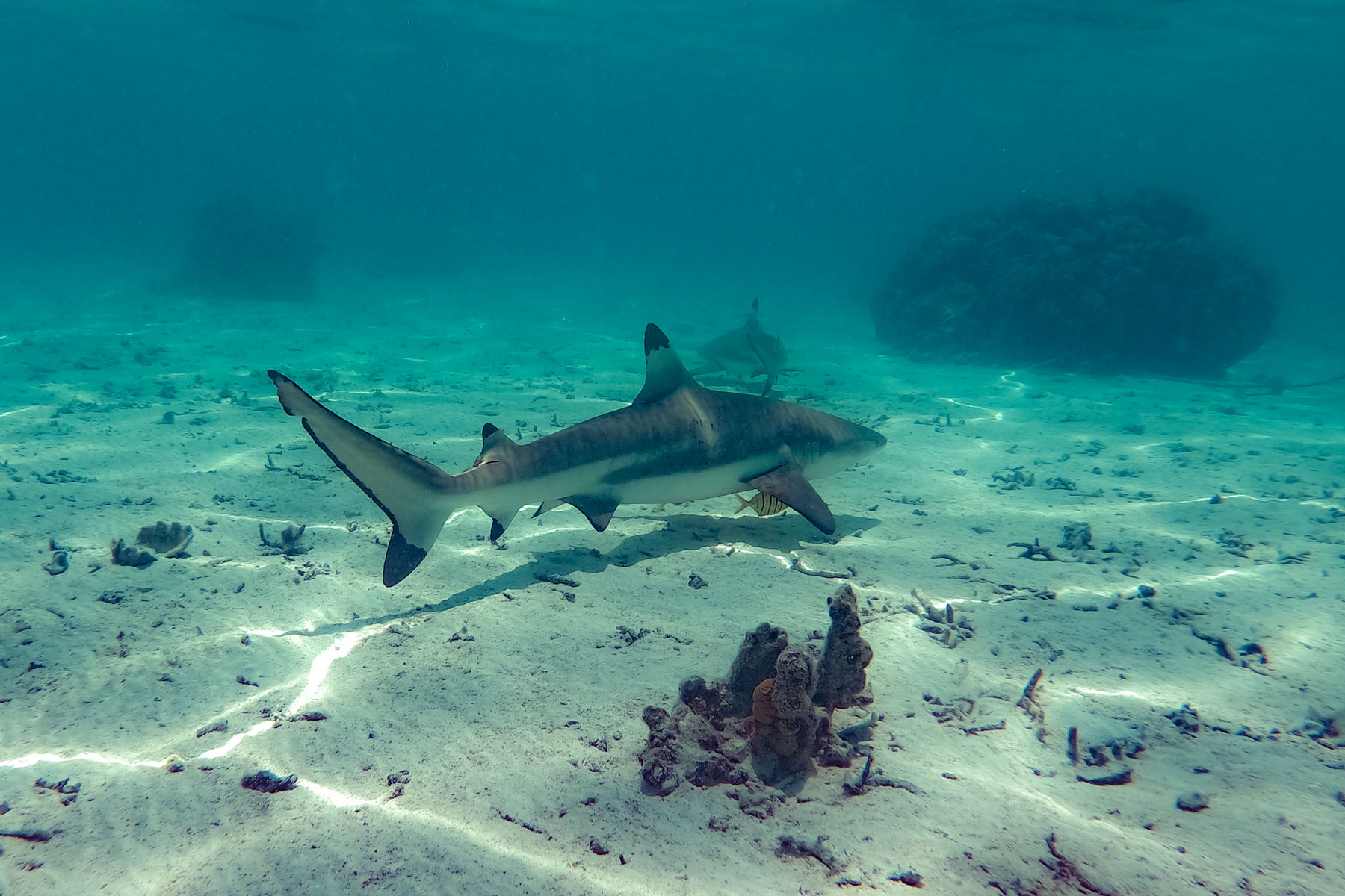 nager avec les requins