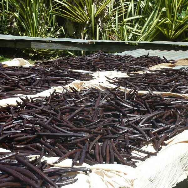 tahaa vanille tahaa-vanille