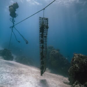 2abe744f-ef62-4789-9fca-99403257e69c - Watercolor Taha'a