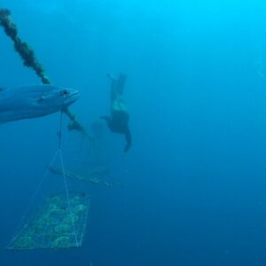 47dc96a4-5462-43c6-a39a-5e9883c45af3 - Watercolor Taha'a