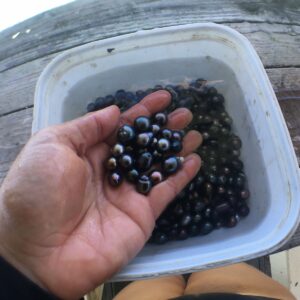 fe40e0e1-5942-42f9-b7d1-3ffa71797547 - Watercolor Taha'a