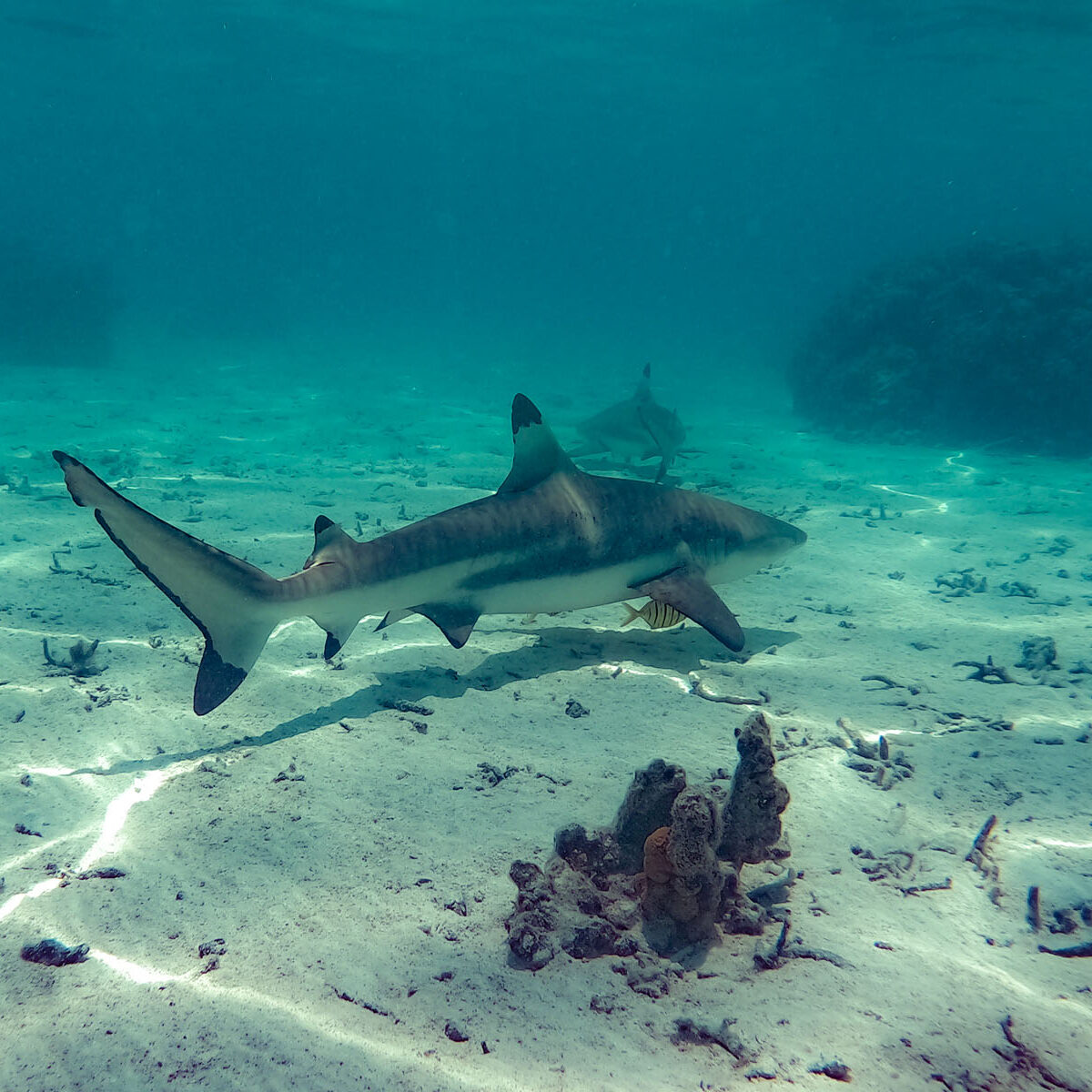 Nager avec les requins nager avec les requins